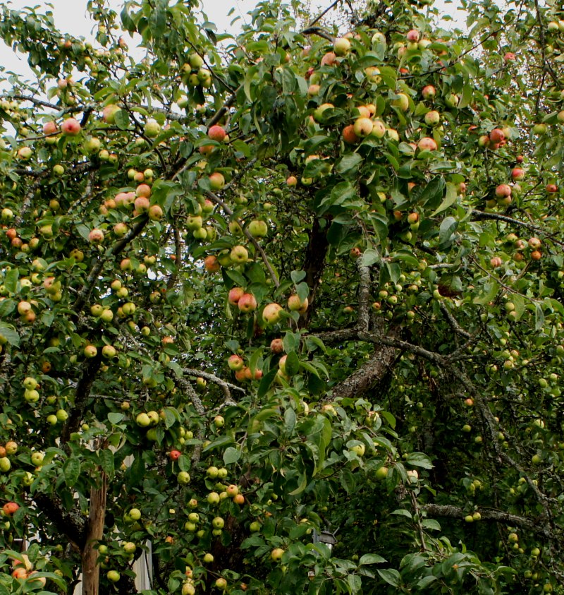 Omenan Kuivaus Kuivurilla