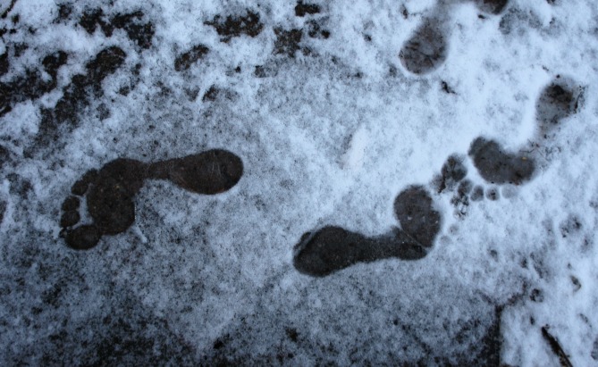 Peltoi 27.4.13 klo 5.30. Yöllä satanut lumi ei haitannut mustarastaan kaunista laulua, jota kannatti kuunnella paljasjaloinkin.