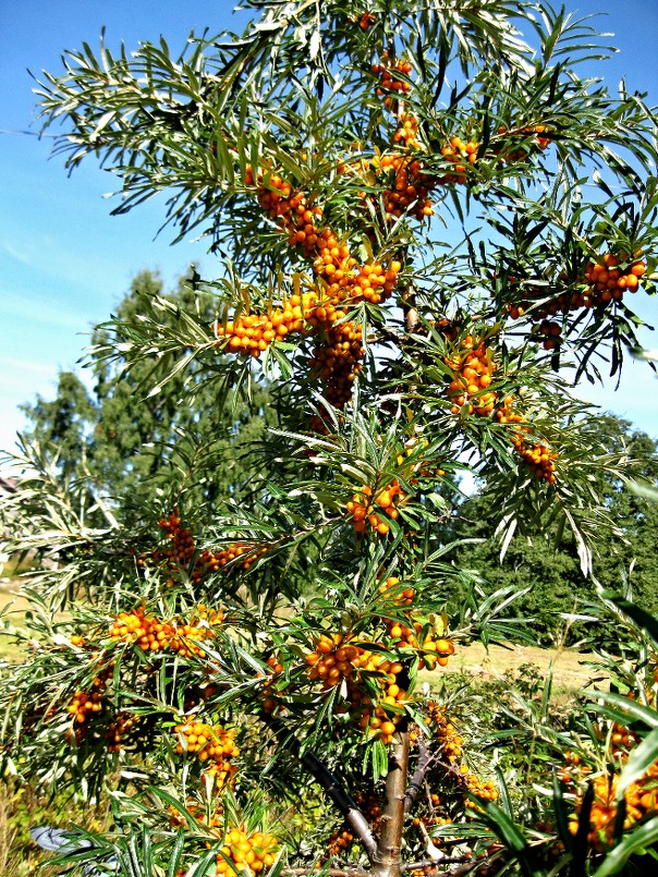 2013-08-26 Tyrni Taru H 100dpi