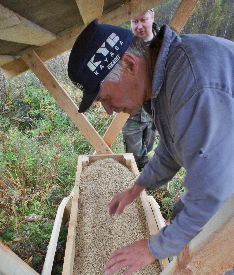 Kaukalo on täpötäynnä oman kylän kypsää kauraa