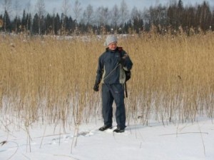 Telkjärven ruovikko odottaa talkooväkeä maaliskuun alussa 2008. Ruoko on varsin hyvälaatuista. Edellisenä talvena ruo'on saatavuus Suomessa ja Virossa oli erittäin huono. Ruovikot lakoontuivat märän lumen alla.